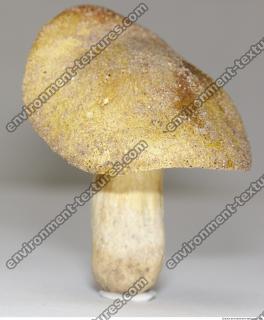 Photo Texture of Mushroom 0004